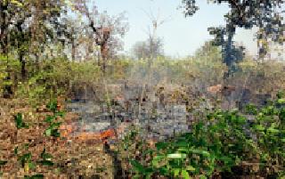 Jungle fire in Bodley area | बोदली परिसरातील जंगलाला आग