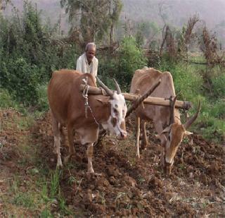 Rescued farmers from going to section 35 | सेक्शन ३५ च्या जाचातून शेतकऱ्यांची होणार सुटका Rescued farmers from going to section 35 | सेक्शन ३५ च्या जाचातून शेतकऱ्यांची होणार सुटका