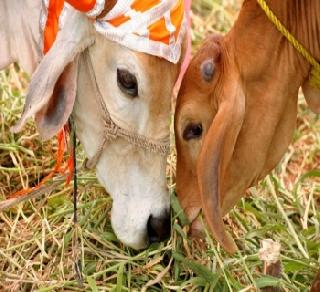 A Muslim has abandoned his wife by love of cows | गाईंच्या प्रेमापोटी मुस्लिम व्यक्तीने केला पत्नीचा त्याग