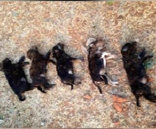 8 puppy murdered by a perverted woman to teach a dog to a lesson | कुत्रीला धडा शिकवण्यासाठी विकृत महिलेने केली 8 पिल्लांची हत्या