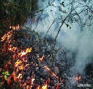 The death of the elderly in the forest | वणव्यात होरपळून वृद्धाचा मृत्यू