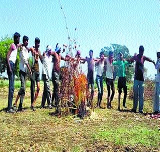 Farmers brushed onions and Cotton Holi! | शेतक-यांनी पेटवली कांदा आणि कापसाची होळी!