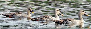 Migratory birds swab in Gosekhurd dam | गोसेखुर्द धरणात स्थलांतरीत पक्ष्यांचे थवे