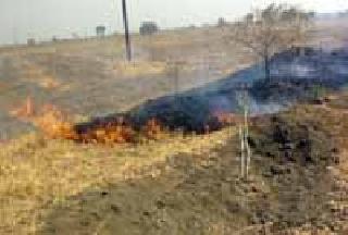 Damage to the herbage trees in the fires of the underworld | पालापाचोळ्याच्या आगीत हिरवेगार वृक्षांचे नुकसान