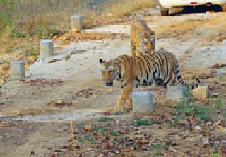 Name of the tiger | वाघाचे नाव अधिकाऱ्याचा डाव