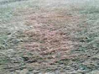 Late rain | अवकाळी पावसाचे पुन्हा तांडव Late rain | अवकाळी पावसाचे पुन्हा तांडव