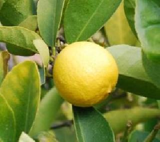 Above! Auctioned holy lemon in 39 thousand rupees | अबब ! 39 हजार रुपयांत झाला पवित्र लिंबाचा लिलाव