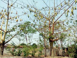 Jatropha trees rise up on the life of citizens | जट्रोफाची झाडे उठली नागरिकांच्या जीवावर