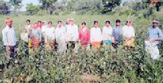 Ten lakhs of okra produced in four acres | चार एकरात घेतले दहा लाखांचे भेंडीचे उत्पादन