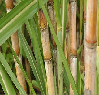 28 lakh tonnes of sugarcane left in the state | राज्यात २८ लाख टन ऊस शिल्लक