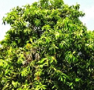 Mango threat due to cloudy weather | ढगाळ वातावरणामुळे आंबा धोक्यात