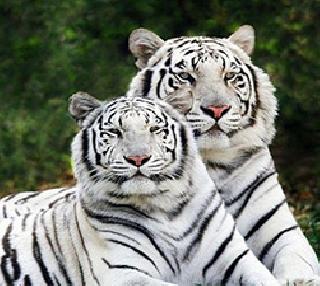 The world's first white tiger safari park in Madhya Pradesh | मध्यप्रदेशात जगातील पहिले 'व्हाईट टायगर सफारी' पार्क