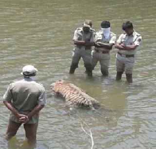 Waghini's dead body in the river Uma in Chandrapur | चंद्रपूरमध्ये उमा नदीच्या पात्रात वाघिणीचा मृतदेह