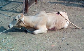 Ghulal Kurhad on the back of the bull at Mahuli | माहुली येथे गोऱ्ह्याच्या पाठीत खुपसली कुऱ्हाड