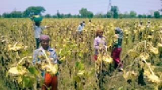 Sunflower farming: | सूर्यफुलाची शेती :