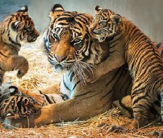 For the first time in the century, the number of Tigers increased in India, the highest number in India | शतकात प्रथमच वाघांच्या जागतिक आकडेवारीत वाढ, भारतात सर्वाधिक संख्या