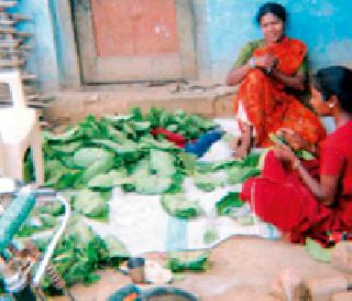 Twin price for Leo | तेंदूपत्त्याला मिळाला दुप्पट भाव Twin price for Leo | तेंदूपत्त्याला मिळाला दुप्पट भाव