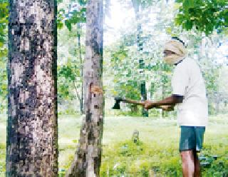 Slaughter of six thousand trees annually | वर्षभरात सहा हजार वृक्षांची कत्तल