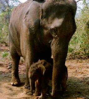 Sushila was born .. | सुशिला झाली आई.. Sushila was born .. | सुशिला झाली आई..