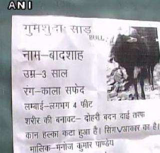 50 thousand prizes by a desperate owner who lost the lost bull | हरवलेला बैल शोधणाऱ्यास हताश मालकाकडून 50 हजारांचं बक्षीस