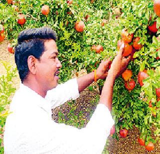 Flourish pomegranate garden! | माळरानावर फुलविली डाळिंबाची बाग !