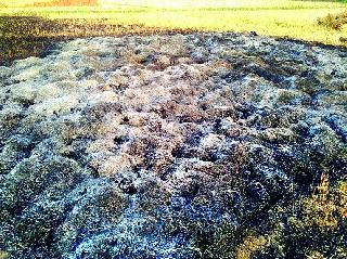 Aswali station burnt down wheat | अस्वली स्टेशनला गहू जळून खाक Aswali station burnt down wheat | अस्वली स्टेशनला गहू जळून खाक