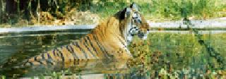 Wwa Ray Lion: | व्वा रे शेर : Wwa Ray Lion: | व्वा रे शेर :