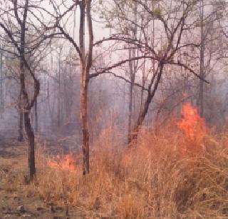 Heavy fires in Yavatmal's Tipeshwar Wildlife Sanctuary | यवतमाळच्या टिपेश्वर अभयारण्यात भीषण आग