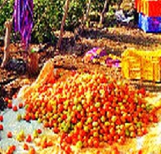 Tomatoes have increased market prices | टोमॅटोचे बाजारभाव वाढले