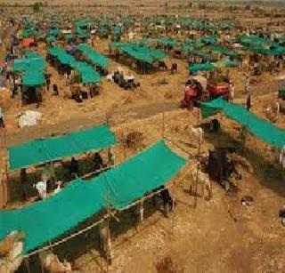 Fodder fodder for fodder camps in Marathwada | मराठवाड्यातील चारा छावण्यांना सोलापुरातून चारा