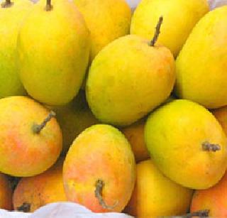 Mango Festival in Thane from 1 to 10 May | ठाण्यात १ ते १० मे दरम्यान आंबा महोत्सव