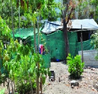 Encroachment on the tree belt | ट्री बेल्टवर अतिक्रमण Encroachment on the tree belt | ट्री बेल्टवर अतिक्रमण