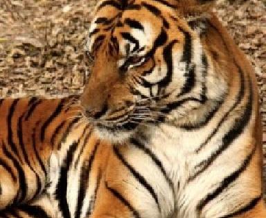 India has 59 tiger radio callers! | देशात ५९ वाघ रेडिओ कॉलरधारी!