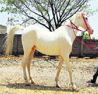 Latur trader's unique 'Ashwalk'! | दुष्काळातही लातूरच्या व्यापाऱ्याचा अनोखा ‘अश्वछंद’!