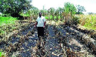 Fodder fodder, maize burns | पशुधनासाठी असलेला चारा, मका जळून खाक Fodder fodder, maize burns | पशुधनासाठी असलेला चारा, मका जळून खाक