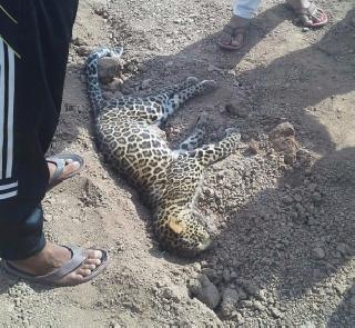 Satara: death of leopard death! | सातारा : उष्माघाताने बिबट्याचा मृत्यू !