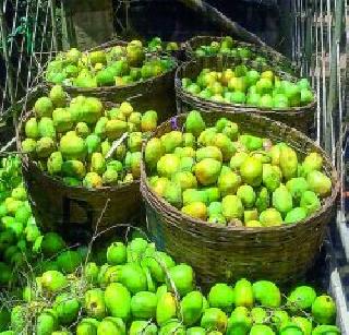 Five lakh mangoes were destroyed in Goa | गोव्यात पाच लाखांचे आंबे केले नष्ट