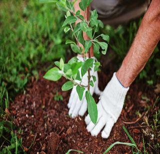 Education of 5000 trees for the court officer | न्यायालयाची अधिका-याला 5 हजार झाडे लावण्याची शिक्षा