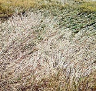 Cropping of Crops | वादळाच्या तांडवाने पिकांची दाणादाण Cropping of Crops | वादळाच्या तांडवाने पिकांची दाणादाण