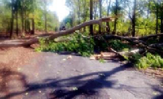 Thunderstorm collapses: | वादळाने झाडे कोसळली :