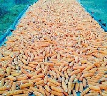Corn crop: | मक्याचे पीक : Corn crop: | मक्याचे पीक :