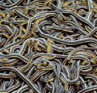 Be careful! 75 thousand snakes are getting wakes up | सावधान ! 75 हजार साप जागे होत आहेत