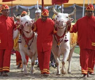 Thailand - Holy bulls have predicted good rainfall | थायलंड - पवित्र बैलांनी वर्तवला चांगल्या पावसाचा अंदाज