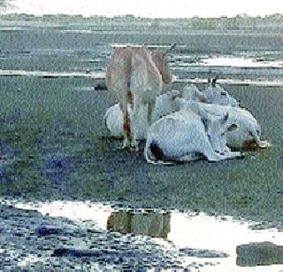 The herd of herds to thirst for the thirsty sea | तहान भागवण्यासाठी गुरांचे कळप समुद्राकडे