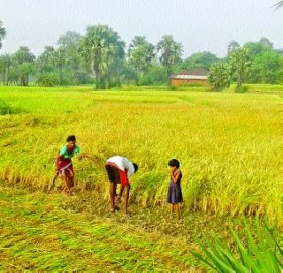 Sowing of the laborer with labor scarcity | मजुरांच्या टंचाईने भातकापणी संथ