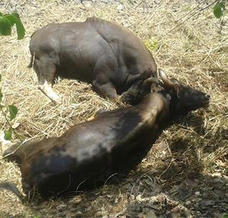 Shingle horn with two horns in the bunker | झुंजीमध्ये शिंगात शिंग अडकून दोन गव्यांचा मृत्यू