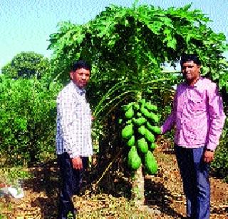 Modern farming by organic farming | सेंद्रिय शेतीच्या जोरावर आधुनिक शेती Modern farming by organic farming | सेंद्रिय शेतीच्या जोरावर आधुनिक शेती