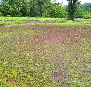 300 hectares of paddy cultivator | ३०० हेक्टर भातशेती पडीक