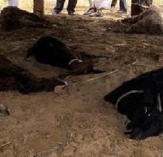 Electricity killed 9 goats; 3 injured | वीज पडून ९ बकऱ्या ठार; ३ जखमी