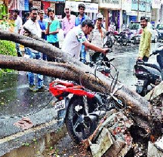 Trees caused by windy rain | वादळी पावसामुळे पडली झाडे